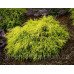 Кипарисовик горохоплідний 'Санголд' Chamaecyparis pisifera 'Sungold'/h20
