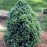 Ялина сиза 'Conica Blue' (Picea glauca 'Conica Blue') — 25-35 см, C3