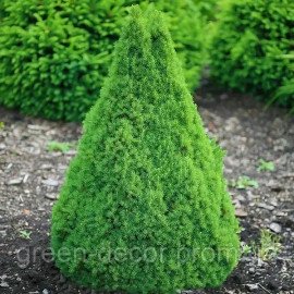 Ялина канадська 'Коніка' Picea glauca 'Conica/h45