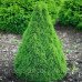 Ялина канадська 'Коніка' Picea glauca 'Conica/h45