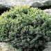 Ялина канадська 'Блу Планет' Picea glauca 'Blue Planet' /h20