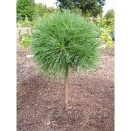 Сосна Веймутовая Грег, Pinus strobus Greg/h20