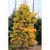 Ялиця одноколірна Вінтерголд  (Abies concolor Wintergold)/h30-40