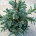 Ялиця благородна Обріггофен (Abies procera Obrighofen) h25-35