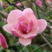 Магнолія Суланжа Рустіка Рубра Magnolia soulangeana Rustica Rubra /h 170-190