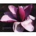 Магнолія Пурпл Глобе MAGNOLIA 'Purple Globe'/ h 150-190