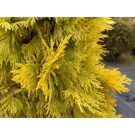 Calocedrus decurrens 'Berrima Gold' Цалоцедрус Берімма Голд h 40-60