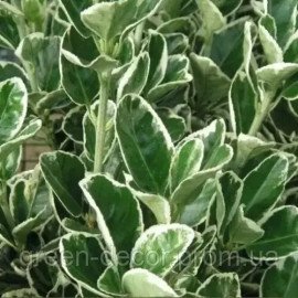 Бруслина/Бересклет японський Кеті. (Euonymus japonicus Kathy) stam 50 h 80