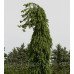 Ялина звичайна Фрохбург (Picea abies Frohburg) h 70