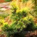 Сосна дрібноквіткова Голділокс  Pinus parviflora Goldilocks /h30-40