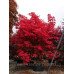 Клен віяловий ‘Atropurpureum’ Acer palmatum ‘Atropurpureum’/h100-120