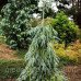Ялина Енгельмана – Picea engelmannii Pendula/ h 55-90