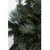 Ялиця субальпійська Арізоніка (Abies lasiocarpa 'Arizonica')/h 50-55