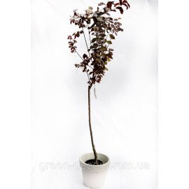 Слива вишнеплідна Пісарди / Prunus cerasifera Pissardii stam 70-80 h150-170