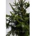 Ялина сербська Аурея Picea Omorika Aurea h90
