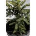 Ялина чорна маріанна хорстманн Picea mariana 'aurea'/ h 65-70