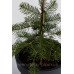 Ялиця одноколірна Вінтерголд Abies concolor Wintergold / h 30-40