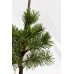 Сосна звичайна Ауреа  Pinus sylvestris Aurea / h 40