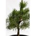 Сосна звичайна Ауреа  Pinus sylvestris Aurea / h 40