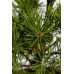 Сосна звичайна Ауреа  Pinus sylvestris Aurea / h 40
