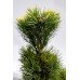 Сосна дрібноквіткова Голділокс  Pinus parviflora Goldilocks /h30-40