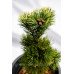 Сосна дрібноквіткова Голділокс  Pinus parviflora Goldilocks /h30-40