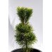 Сосна дрібноквіткова Голділокс  Pinus parviflora Goldilocks /h30-40