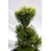Сосна дрібноквіткова Голділокс  Pinus parviflora Goldilocks /h30-40