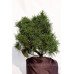 Сосна веймутовая Тини Курлс Pinus strobus Tiny Curls/ h 40-50