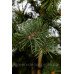 Ялина колюча «Майголд» — Picea pungens «Maigold»/ h 40-50