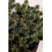 Ялина колюча Глаука Компакта  Picea Compacta/ h40x40