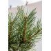 Сосна звичайна 'Chantry Blue', Pinus sylvestris 'Chantry Blue'.pa100 cm h 130