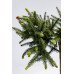 Ялина звичайна Уайлд Страубері pa  Picea abies Wild Strawberry 40cm