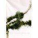 Модрина європейська Крейчі (Larix decidua Krejci) pa 90 h 100