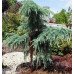Кедр гімалайський 'Філін Блу'  Cedus deodar Feeling Blue pa h 80