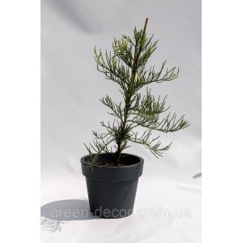 Cеквоядендрон гігантум Френч Бюті/ Sequoiadendron giganteum French Beauty /h 60