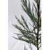 Секвоядендрон гігантум Павер Блю Sequoiadendron giganteum ‘Powder Blue’ /h 60