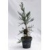 Секвоядендрон гігантум Павер Блю Sequoiadendron giganteum ‘Powder Blue’ /h 60