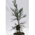 Секвоядендрон гігантум Павер Блю Sequoiadendron giganteum ‘Powder Blue’ /h 60