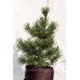 Сосна звичайна Ауреа / Pinus sylvestris Aurea h65-100