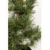 Сосна звичайна Ауреа / Pinus sylvestris Aurea h65-100