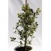 Падуб альтаклеренсіс Голден Кінг  Ilex altaclerensis Golden King  h90
