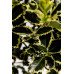 Падуб альтаклеренсіс Голден Кінг  Ilex altaclerensis Golden King  h90