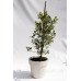 Падуб альтаклеренсіс Голден Кінг  Ilex altaclerensis Golden King  h90