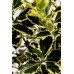 Падуб альтаклеренсіс Голден Кінг  Ilex altaclerensis Golden King  h90