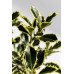 Падуб альтаклеренсіс Голден Кінг  Ilex altaclerensis Golden King  h90