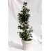 Падуб Блу мейд (Ilex Maeserve 'Blue Maid') h100