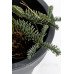 Ялина Колюча Глаука Прокумбентс Picea pungens glauca procumbens h25-35