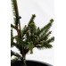 Ялина звичайна 'Акрокон', Picea abies 'Acrocona'/h25-30