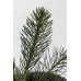 Ялиця одноколірна Вінтерголд  (Abies concolor Wintergold)/h30-40